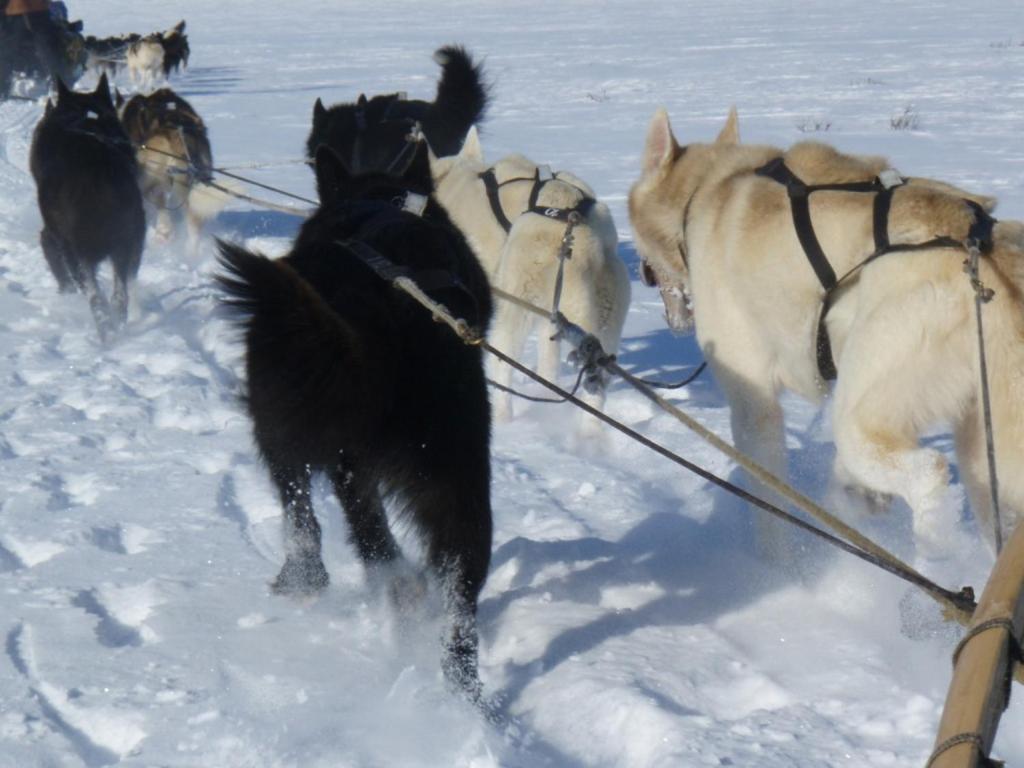 Engholm Husky Design Lodge Karasjok Ngoại thất bức ảnh
